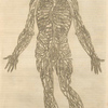 Secv. fig: Integra et ab omnibus partibus ... [Male figure showing the arteries and veins]