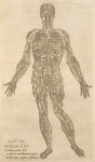 Secv. fig: Integra et ab omnibus partibus ... [Male figure showing the arteries and veins]