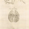 Sixta fig.: Venarum panter acarterum Carebri senem explicat -- Ven & arterialis delineatio -- Arteria venalis processvs.