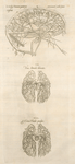 Sixta fig.: Venarum panter acarterum Carebri senem explicat -- Ven & arterialis delineatio -- Arteria venalis processvs.