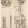 Prima neruorum figura -- Secunda neruorum figura. [Brain and cranial nerves]