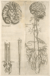Prima neruorum figura -- Secunda neruorum figura. [Brain and cranial nerves]