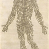 Quanta neruorum tabula. [Human ervous system]