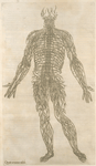Quanta neruorum tabula. [Human ervous system]