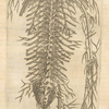 Sexta neruorum tabula. [Nerves of the spine]