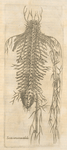 Sexta neruorum tabula. [Nerves of the spine]