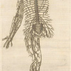 Septima neruorum figura -- Octaua neruorum figura.