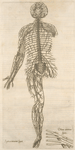 Septima neruorum figura -- Octaua neruorum figura.