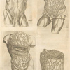 The Digestive organs (4 illustrations)
