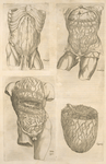 The Digestive organs (4 illustrations)