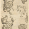 Quinta figura. [Digestive tract, another view]