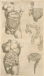 Quinta figura. [Digestive tract, another view]