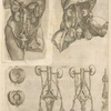 Human digestive system