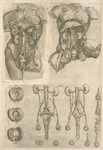 Human digestive system