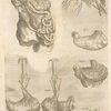 Vndecimina figura. [Digestive tract, 11 pictures]