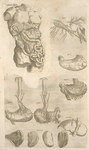 Vndecimina figura. [Digestive tract, 11 pictures]