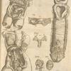 Female reproductive system