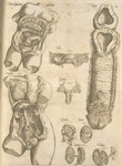 Female reproductive system