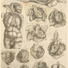 An atomy of the male body