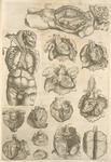 An atomy of the male body - NYPL Digital Collections