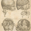 Prima pagina figurarum capitalium [Human brain]