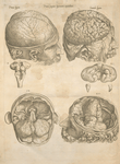 Prima pagina figurarum capitalium [Human brain]