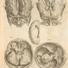Secunda pagina figurarum capitalium. [Human brain, 5 pictures]