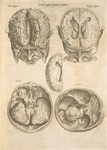 Secunda pagina figurarum capitalium. [Human brain, 5 pictures]