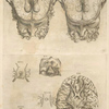 Tertia pagina figurarum capitalium. [9 pictures of the brain and its parts]