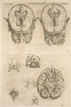 Tertia pagina figurarum capitalium. [9 pictures of the brain and its parts]