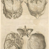 Quarta pagina figurarum capitalium [12 illustrations of the brain]