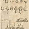 Anatomicorum instrumentorum delineatio [Various medical apparatuses]