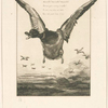 Le canard