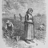 Scene on a tobacco plantation- finding tobacco-worms