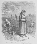 Scene on a tobacco plantation- finding tobacco-worms