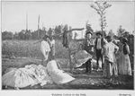 Weighing cotton in the field.