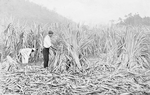 'The sugar-cane harvest was in full swing.'