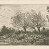 Paysage : saules.