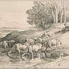 Vaches à l'abreuvoir.