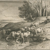 Vaches à l'abreuvoir.