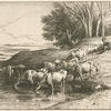 Vaches à l'abreuvoir.