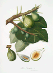 Fico Dottato. [Fig ; Ficus Carica sativa]