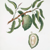 Mandorla del Diavolo. [Communis naxea ; Almond]