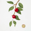 Ciliegia Susina. [Myrobalan plum, cherry plum]