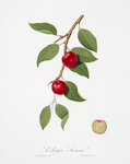 Ciliegia Susina. [Myrobalan plum, cherry plum]