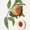 Pesca Poppa di Venere. [Persica sativa ; Peach]