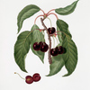 Ciliega Napoletana. [Cerasus Duracina ; Hard-fleshed cherry]