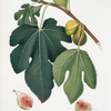 Fico Pissaluto. [Ficus carica sativa ; Figs]