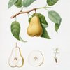 Pera Allora. [Pyrus Laurina ; Pear]