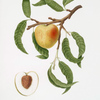 Pesca mela. [Persica mali-formis ; Peach]]